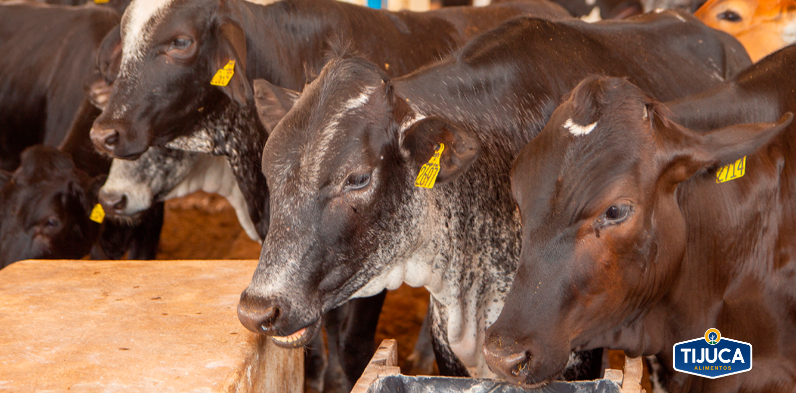 Por que o sorgo é tão importante para as vacas?